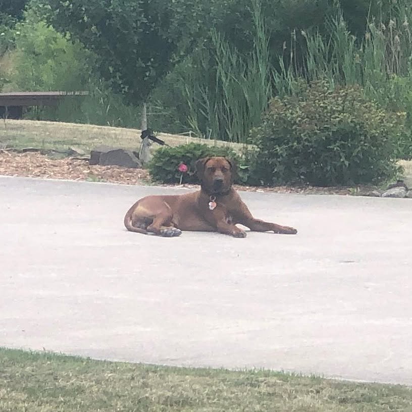 Apollo — Rhodesian Ridgeback, Rucksacks & Ridgebacks